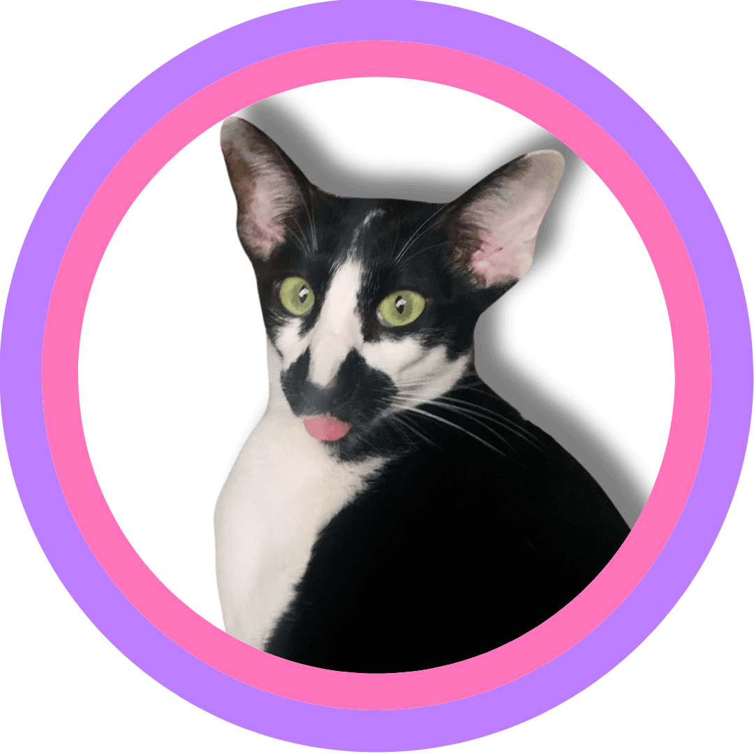 Rosie the cat in a pink and purple circular frame