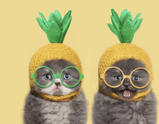 The Sneak Peek_Curious Cats